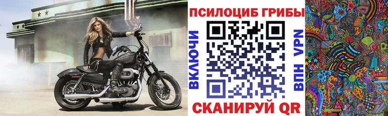 OMG зеркало  Норильск  Псилоцибиновые грибы Psilocybe 